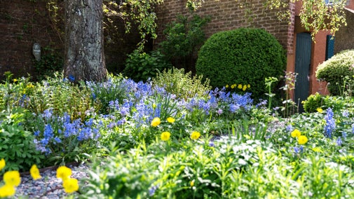Spanish bluebells and vibrant yellow flowers in the garden at Wordsworth House on a sunny spring day
